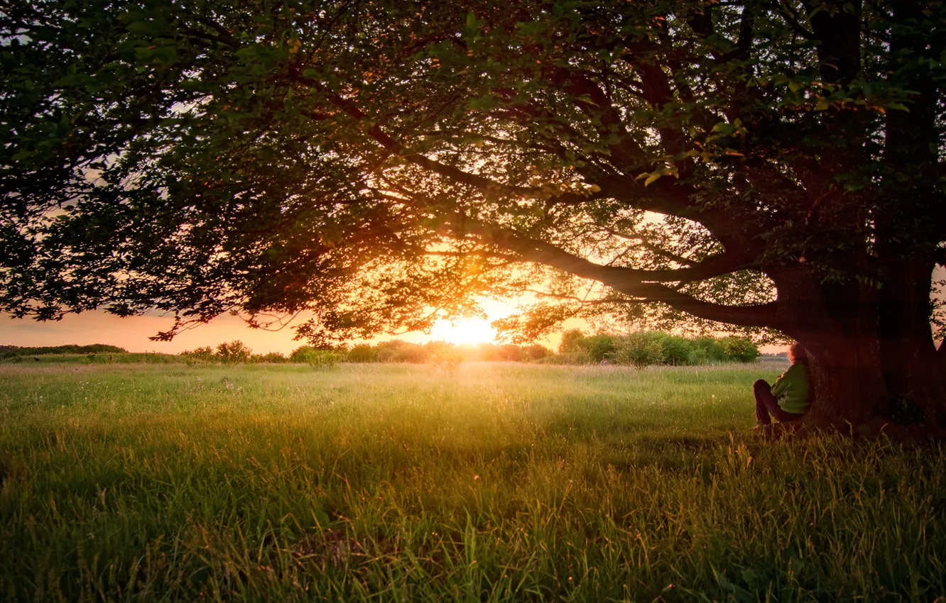 Photo wallpaper summer, trees, nature, dude, June, apparently