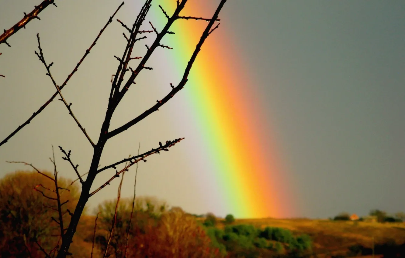 Photo wallpaper the sky, branches, rain, overcast, rainbow