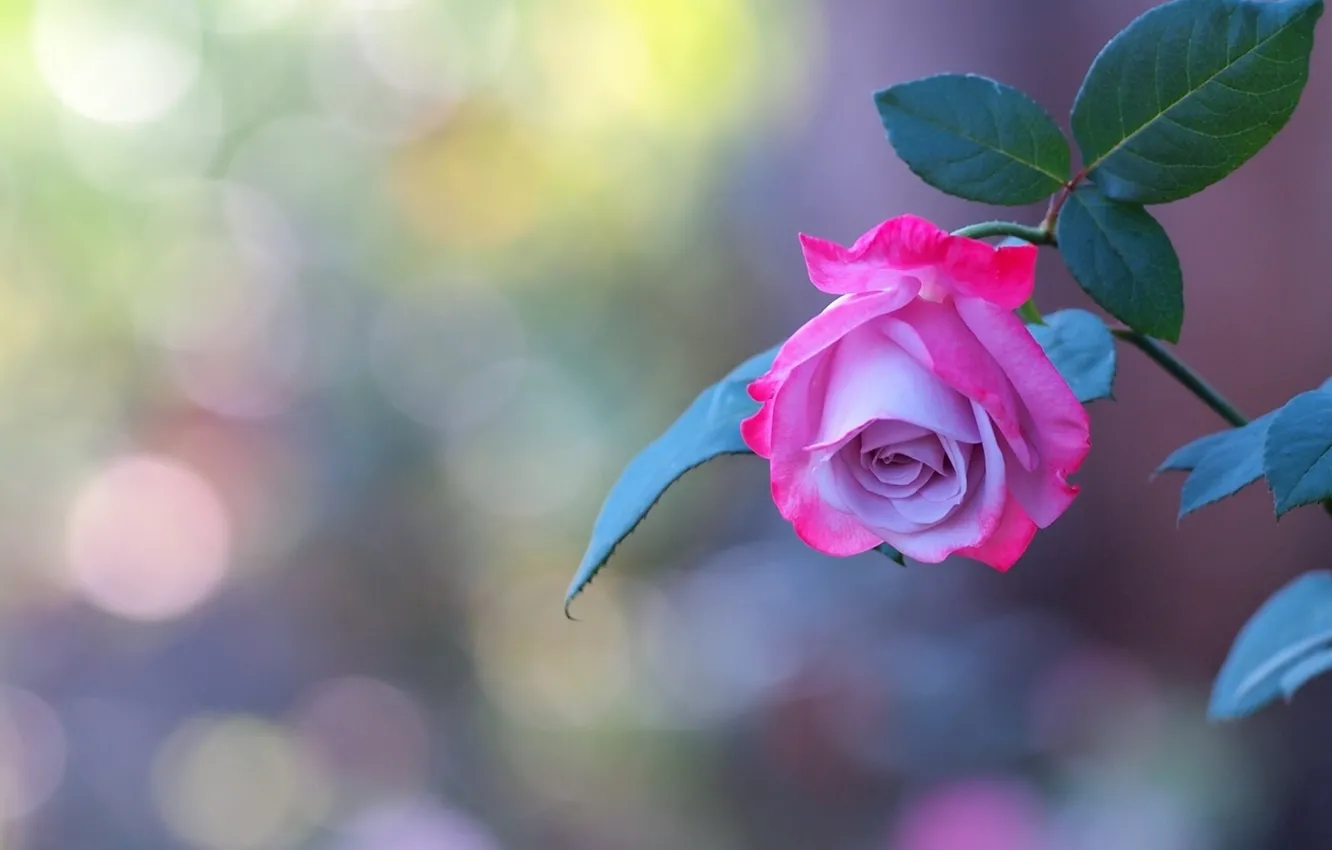 Photo wallpaper Wallpaper, roses, petals, stem, buds