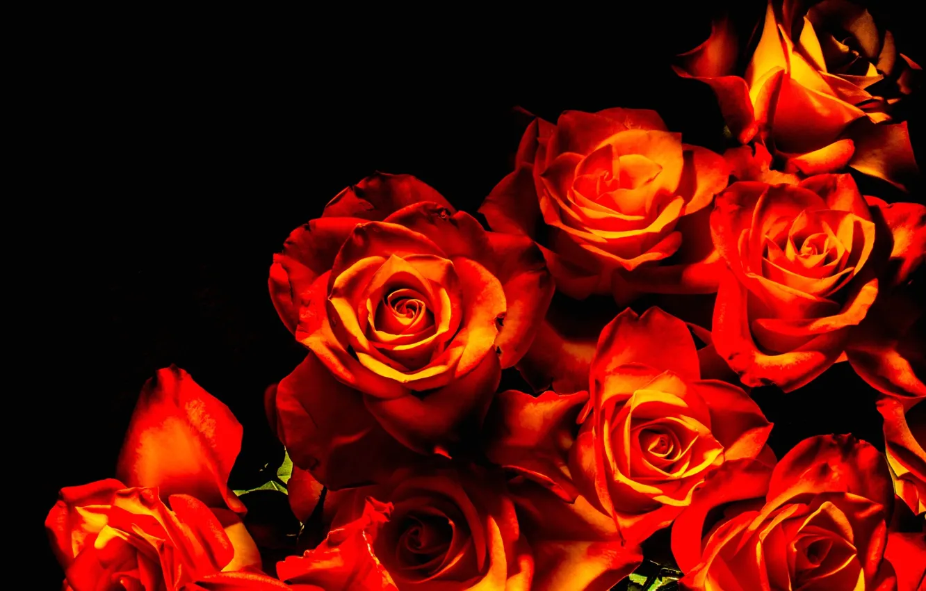 Photo wallpaper background, roses, bunch