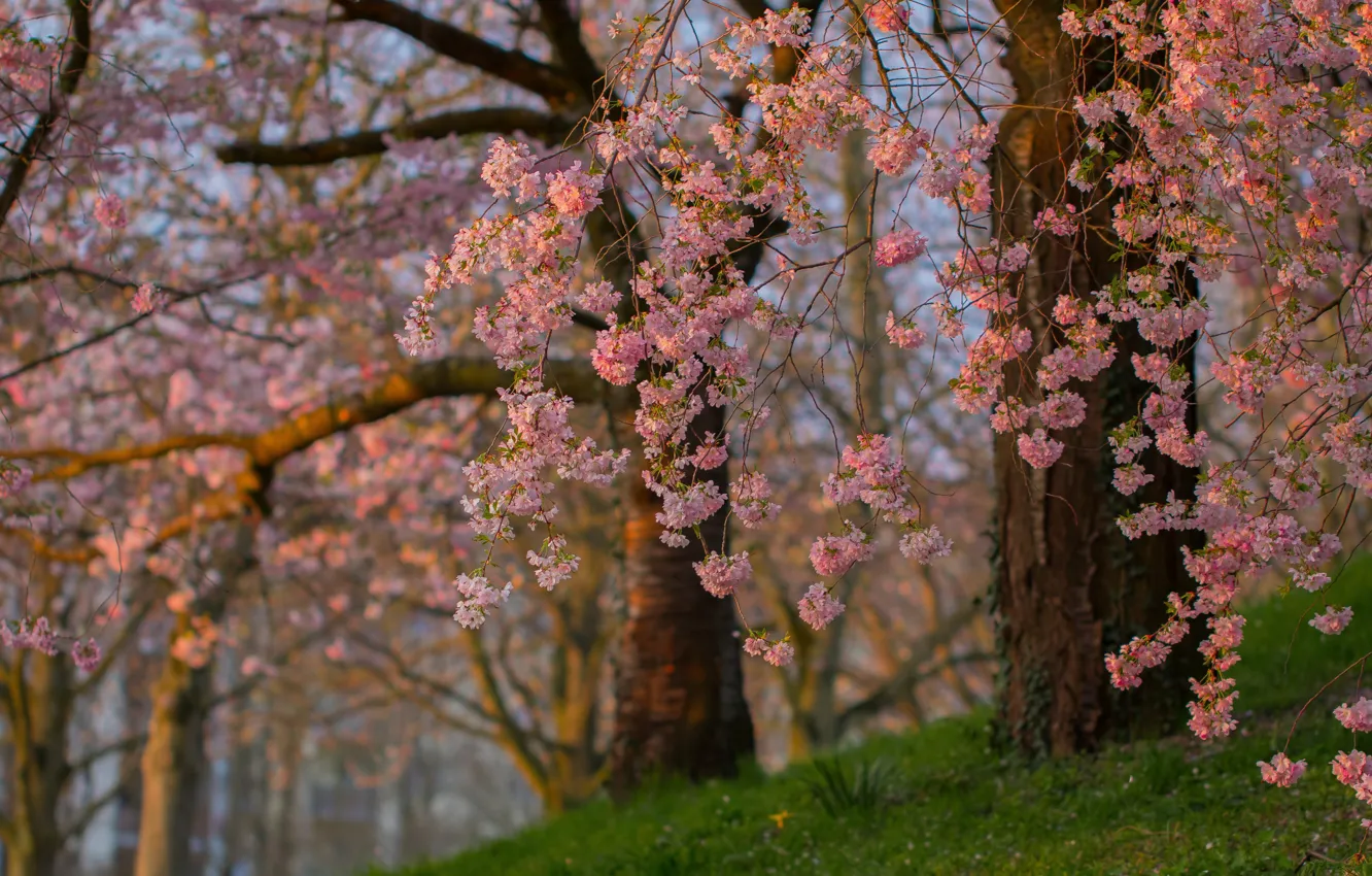 Photo wallpaper trees, branches, spring, Sakura, flowering