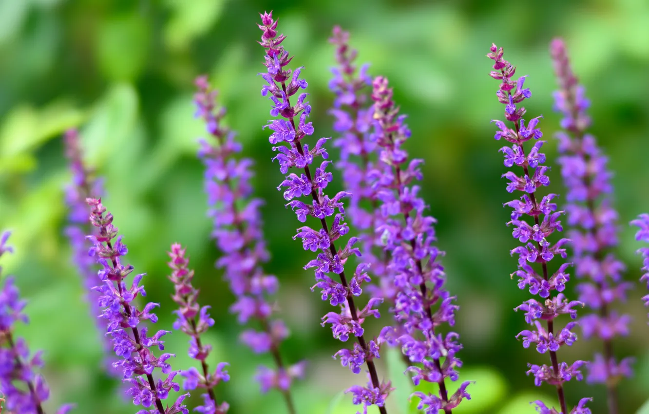 Photo wallpaper macro, bokeh, Sage Asherah