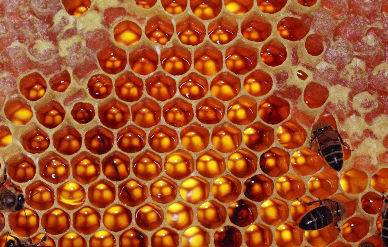 Photo wallpaper Cell, bees, honey