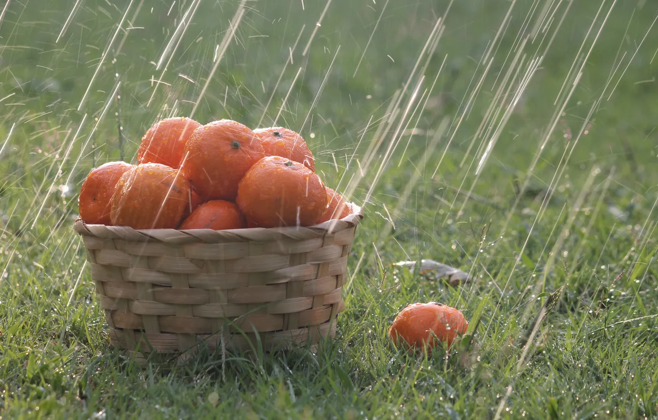 Photo wallpaper grass, drops, rain, basket, oranges