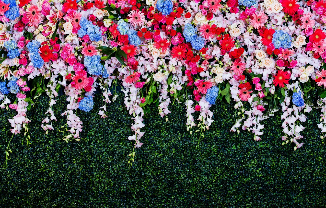 Photo wallpaper flowers, colorful, white, chrysanthemum, blue, pink, flowers