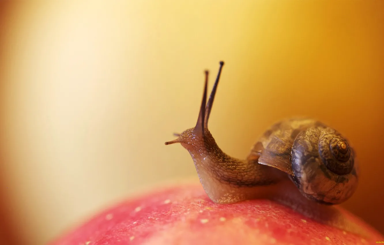 Photo wallpaper surface, snail, sink, horn, mucus, shellfish, CEPHALOPODS