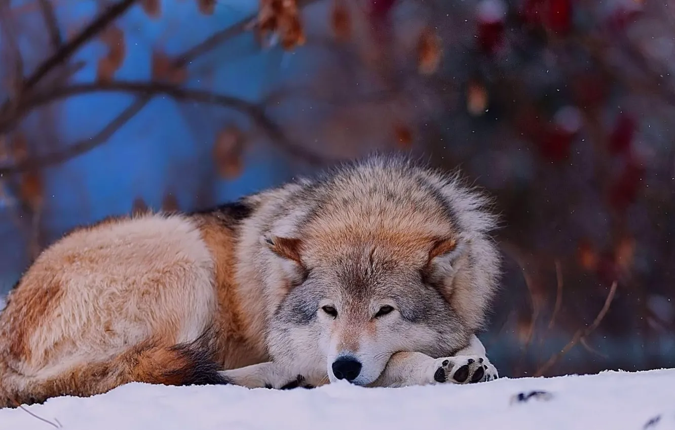 Photo wallpaper animals, dogs, wolf, wild, Wolf In The Snow, tamaskan wolf dog