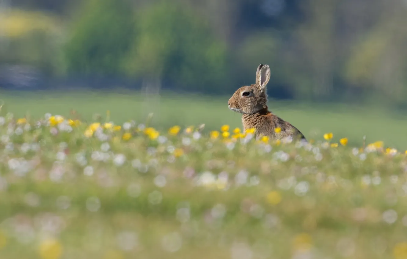 Photo wallpaper field, hare, bokeh