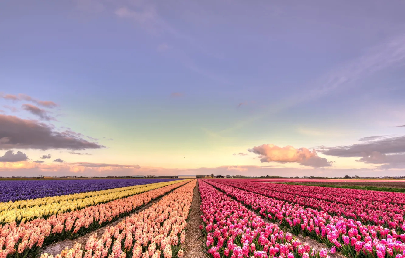 Photo wallpaper field, purple, clouds, sunset, flowers, yellow, beauty, horizon
