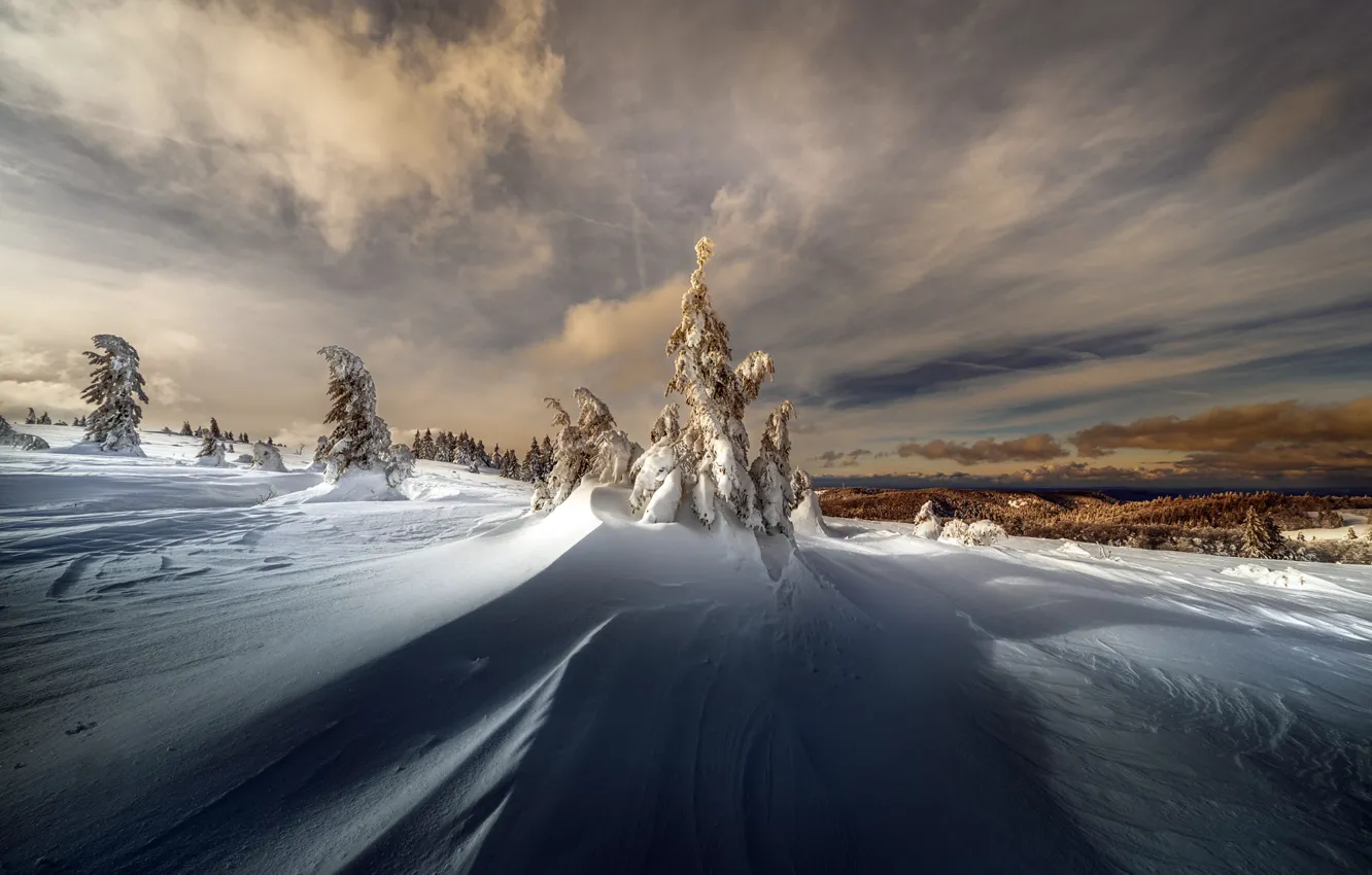 Photo wallpaper winter, forest, the sky, clouds, light, snow, nature, in the snow