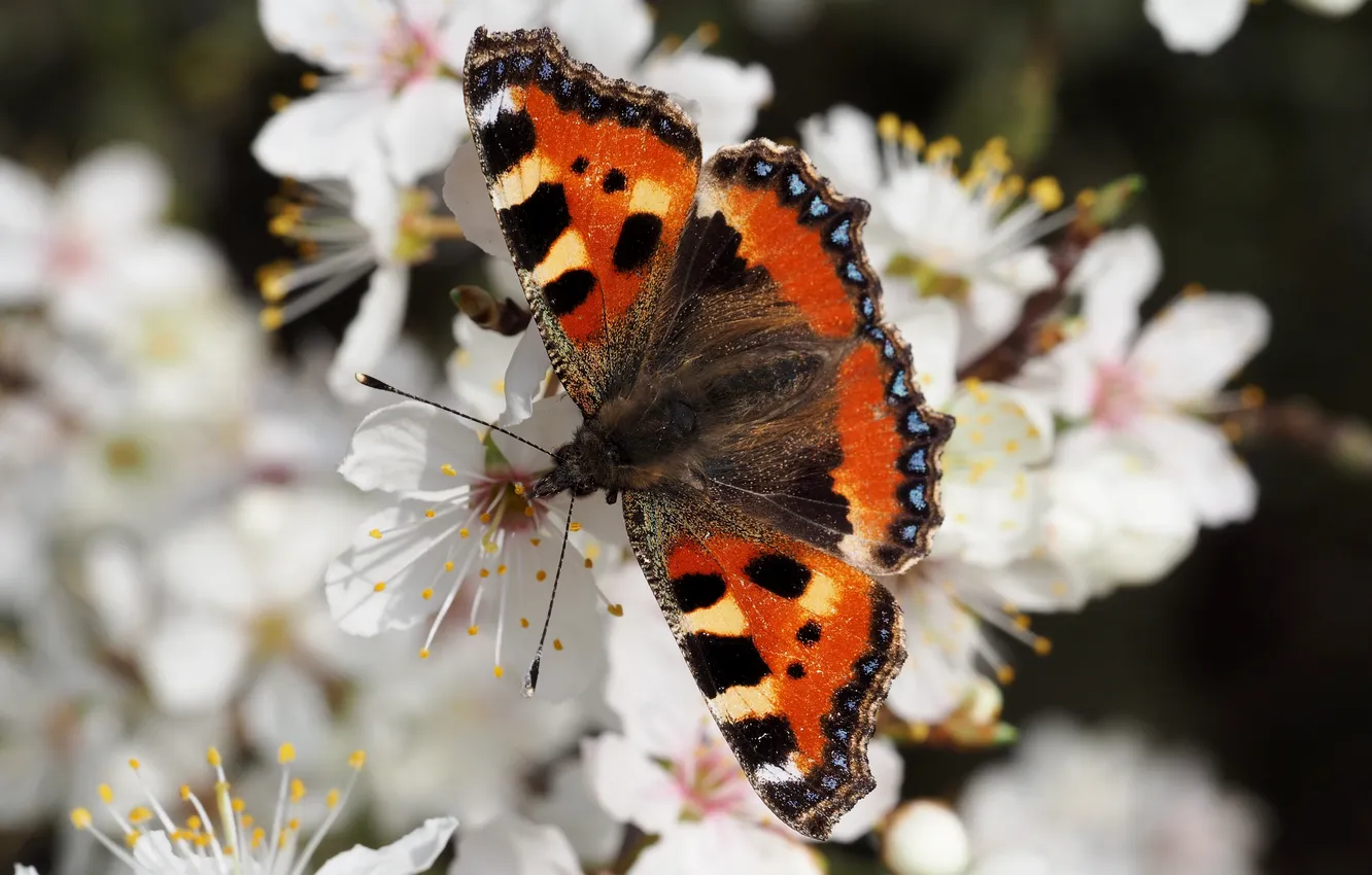 Photo wallpaper background, butterfly, color, blur, urticaria, small tortoiseshell