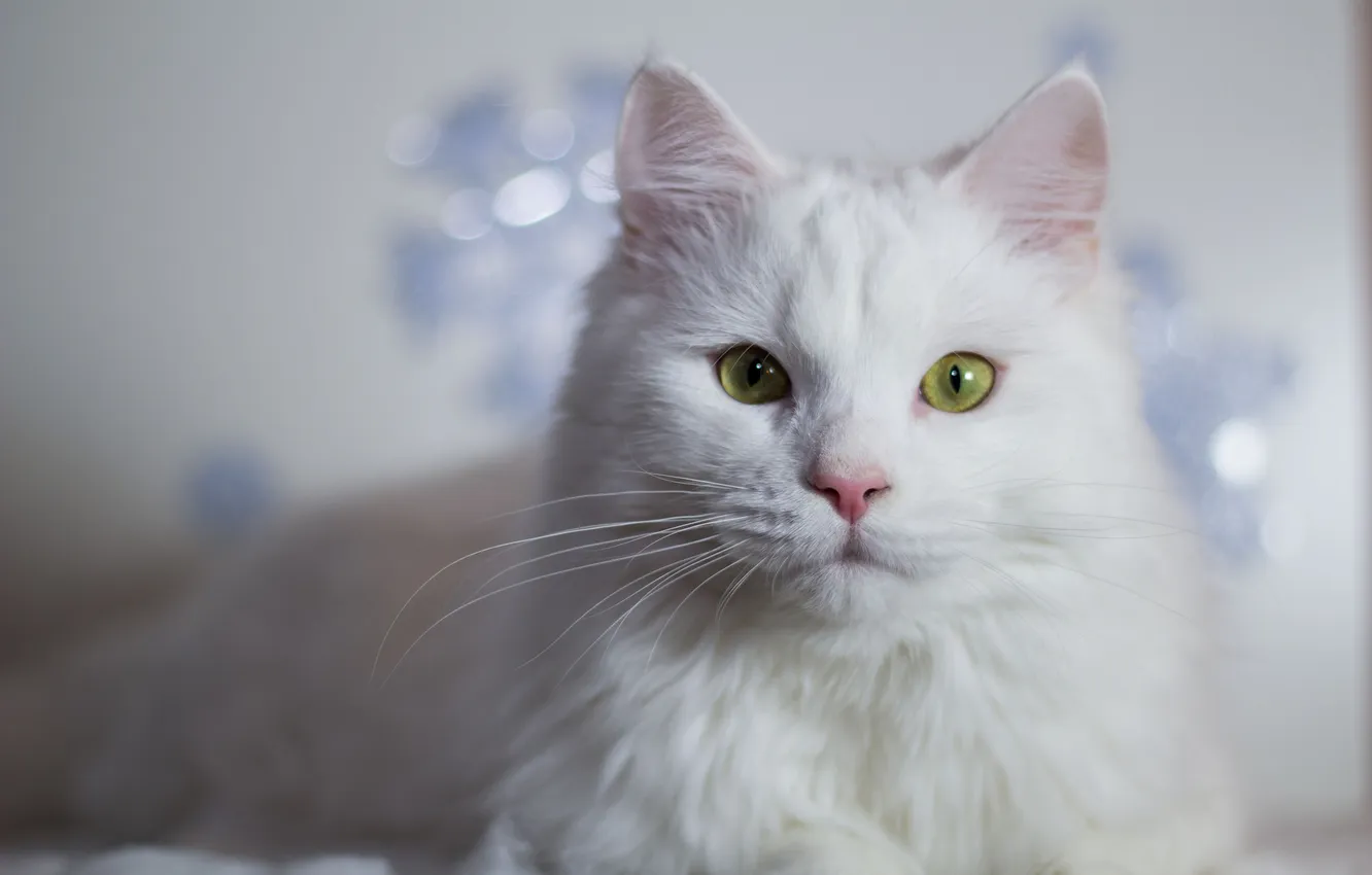 Photo wallpaper cat, eyes, wool, Koshak