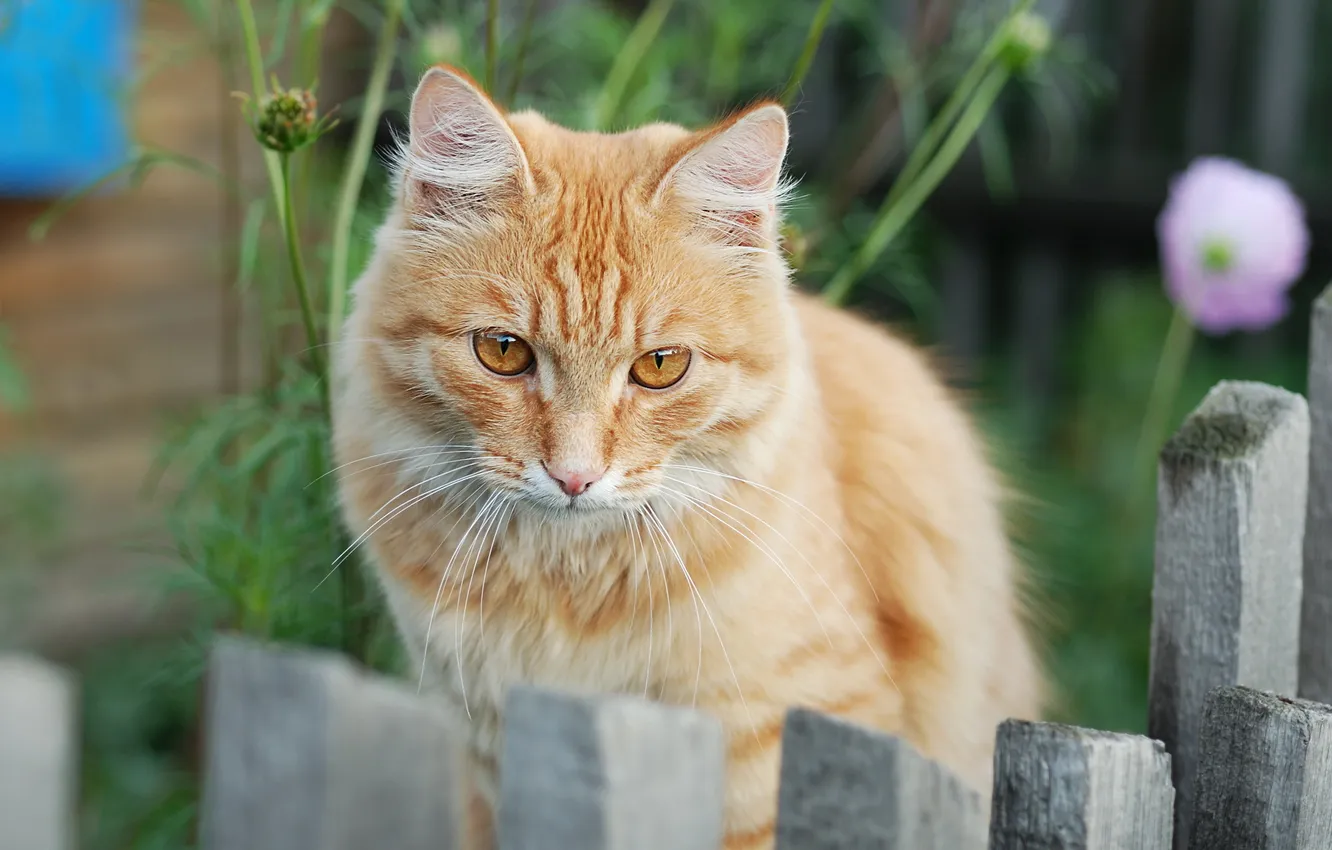 Photo wallpaper cat, look, background