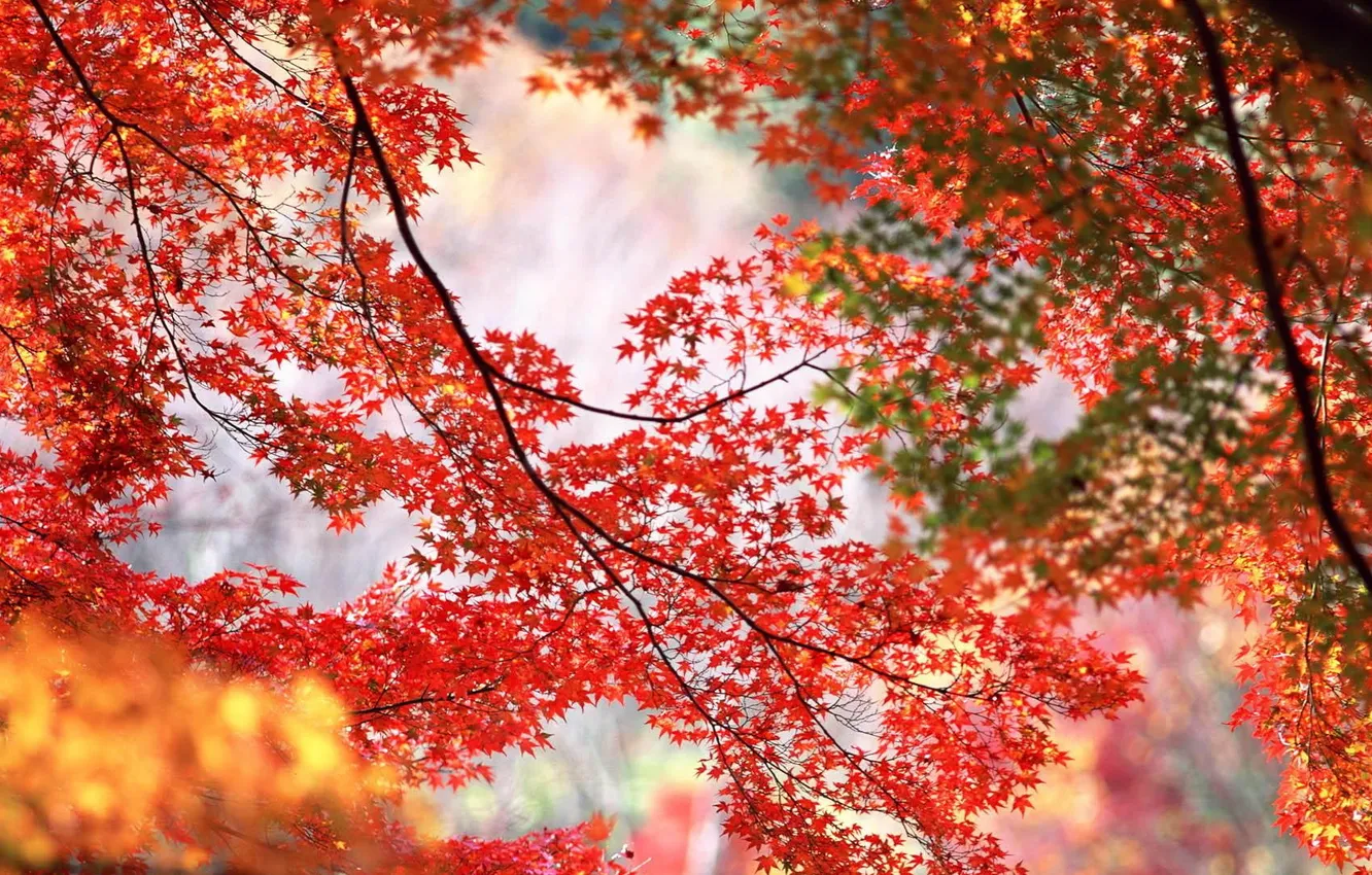 Photo wallpaper autumn, leaves, branches, nature, seasons, foliage, yellow, red