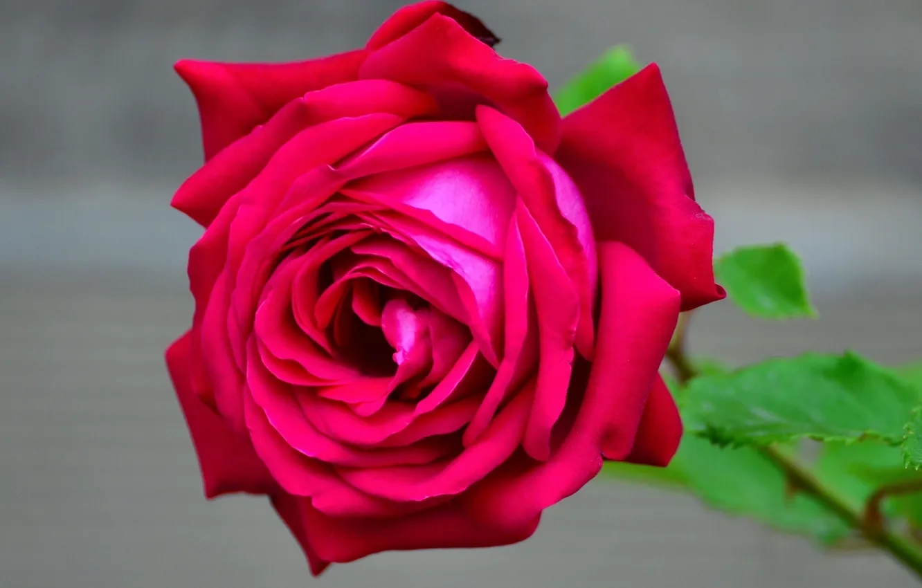 Photo wallpaper macro, roses, buds