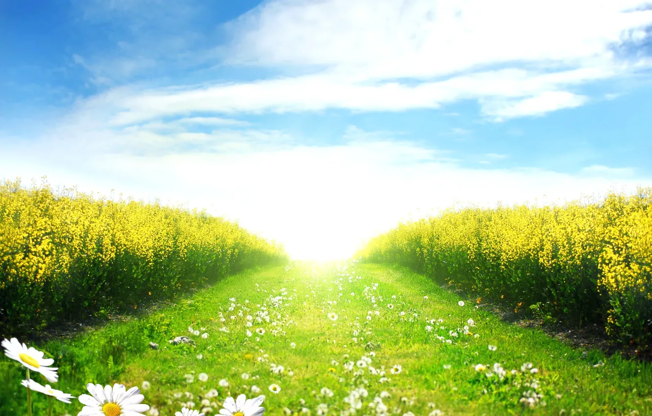 Photo wallpaper field, the sky, the sun, clouds, landscape, blue, chamomile, spring