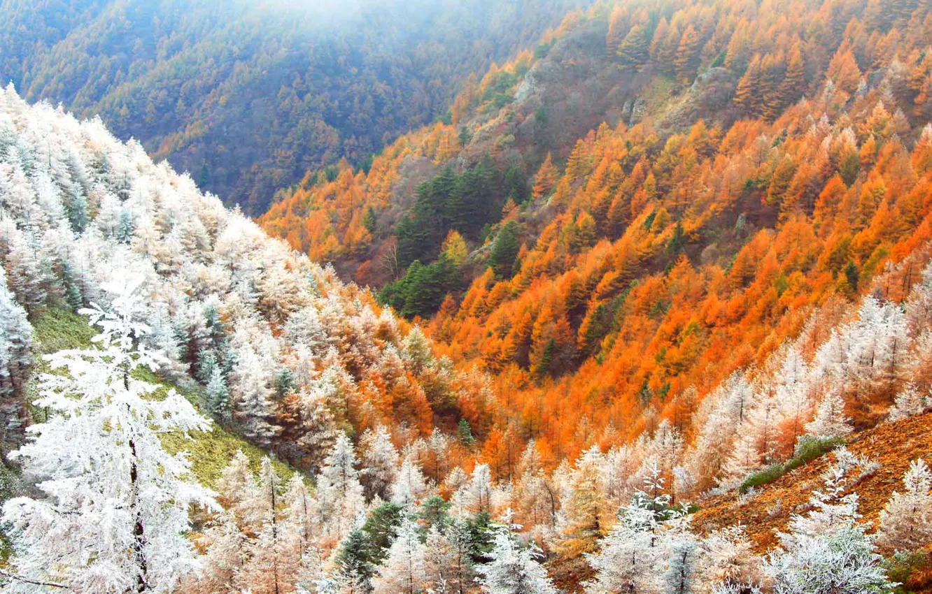 Photo wallpaper frost, autumn, forest, snow, mountains, Japan