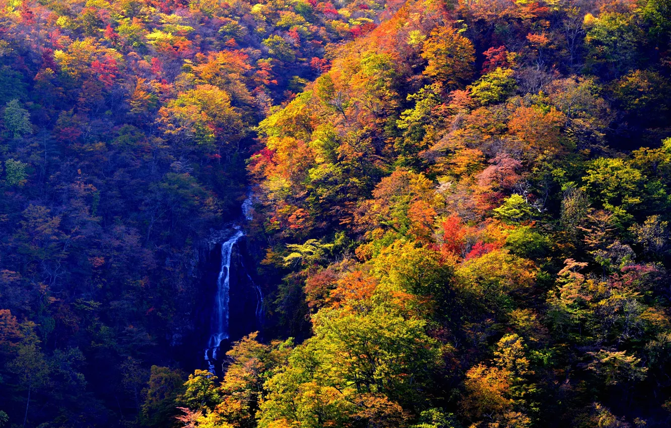 Photo wallpaper autumn, forest, the sun, trees, stream, waterfall, Japan, the view from the top