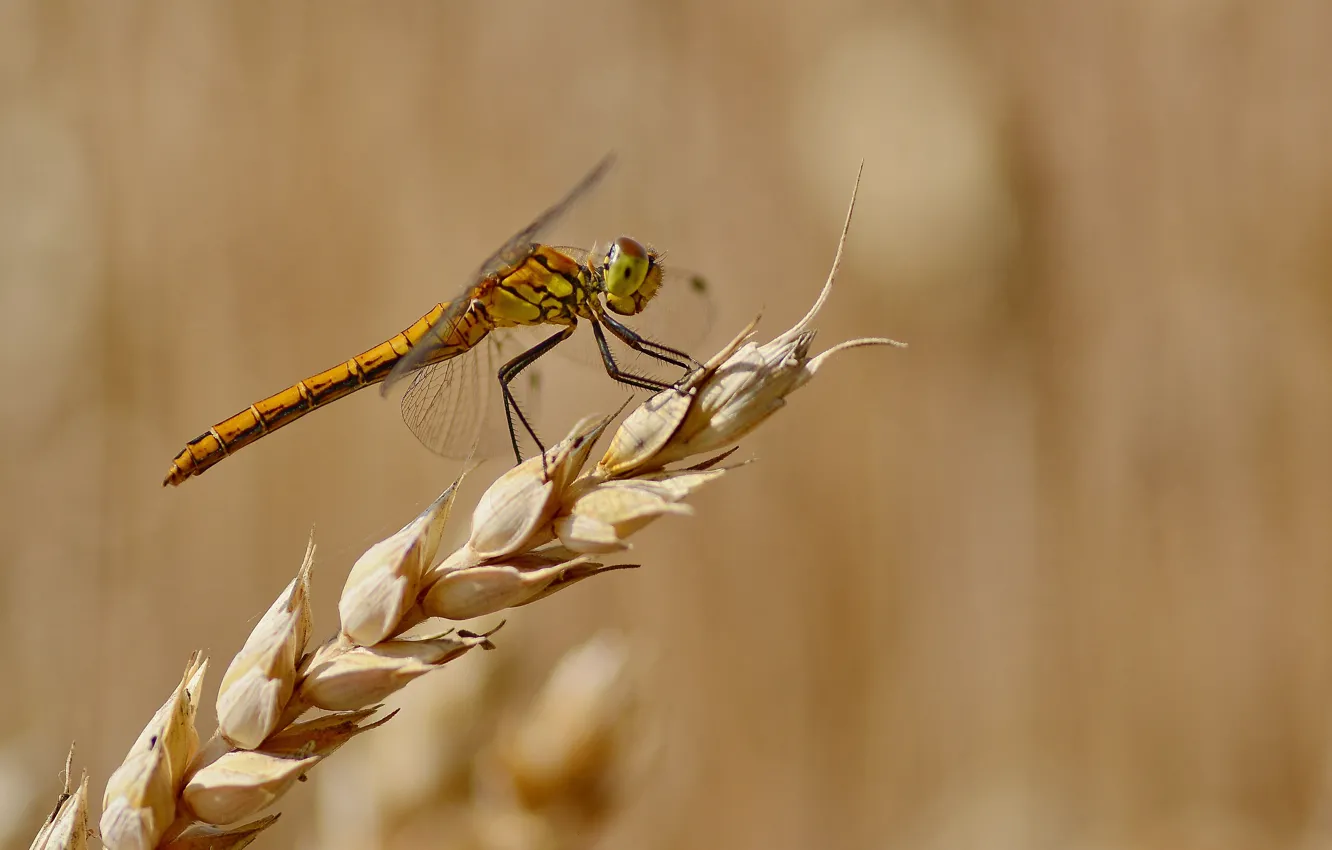 Photo wallpaper summer, background, dragonfly, spike
