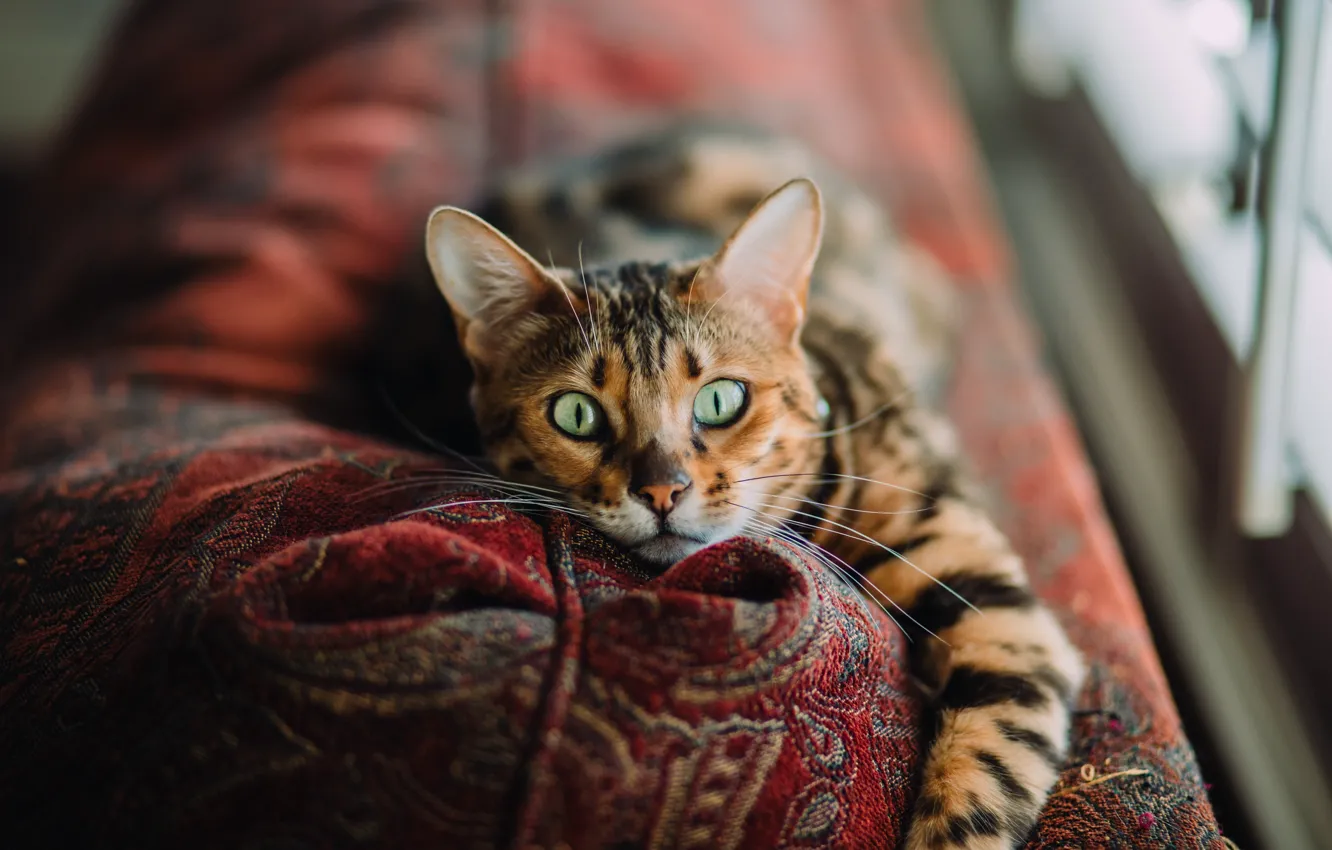 Photo wallpaper cat, background, blur