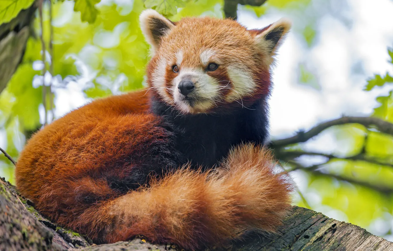 Photo wallpaper red, tail, red Panda