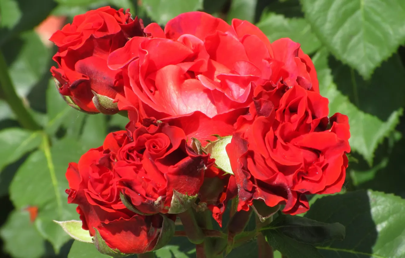 Photo wallpaper flowers, roses, red roses, Meduzanol ©, Summer 2018