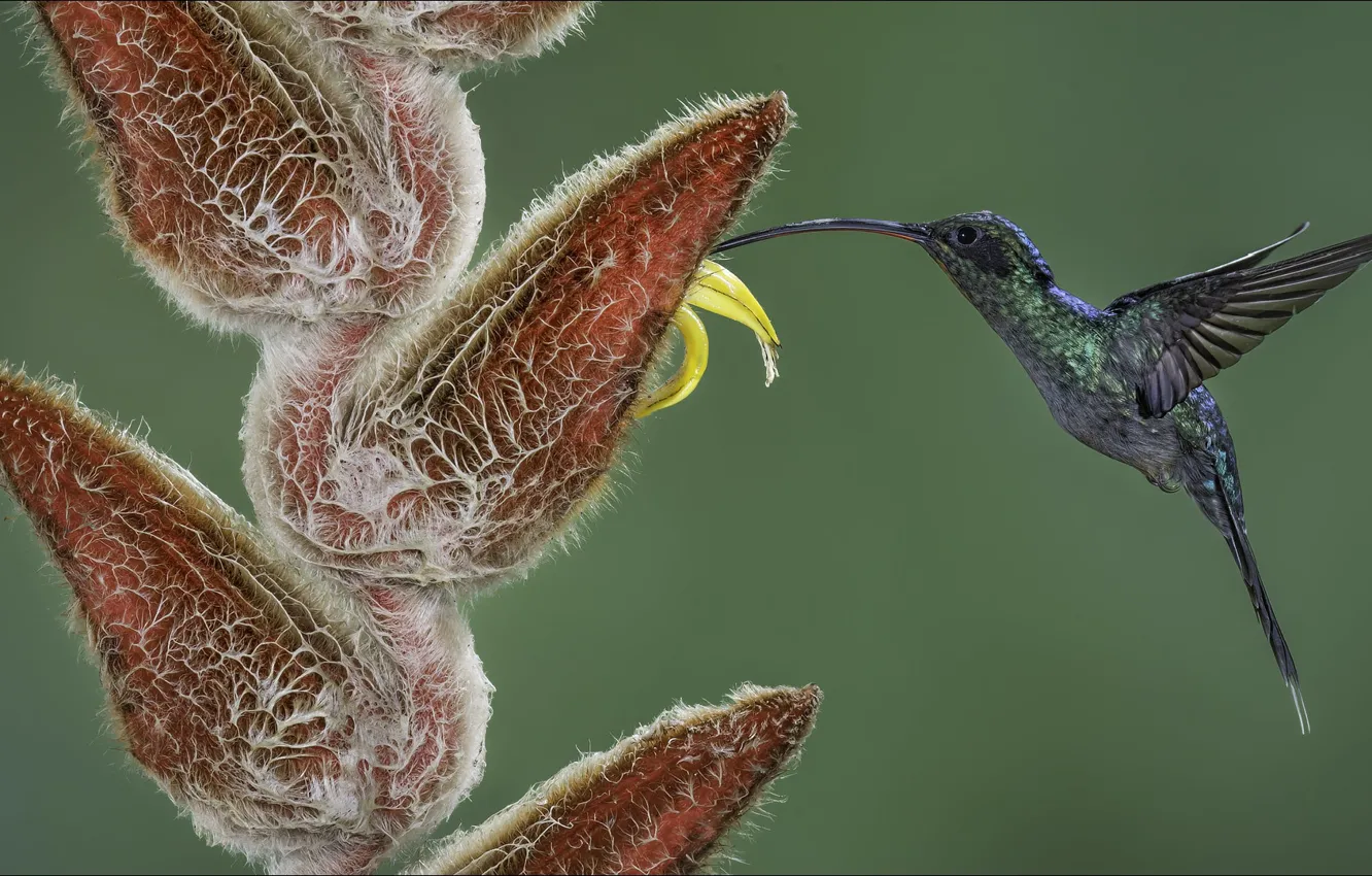 Photo wallpaper flowers, Hummingbird, nature, bird, bird, flower, nature, Hummingbird