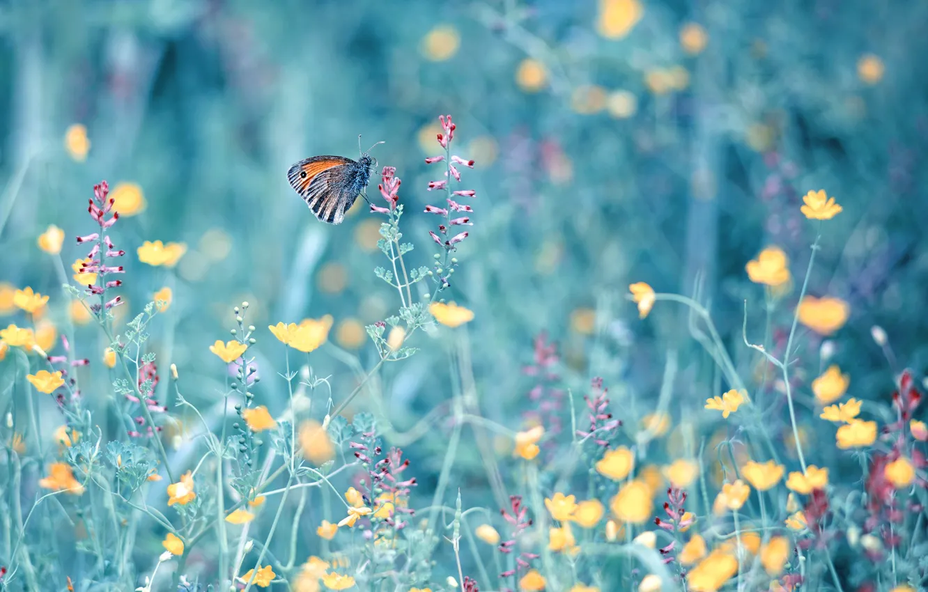 Photo wallpaper summer, flowers, nature, butterfly, grass