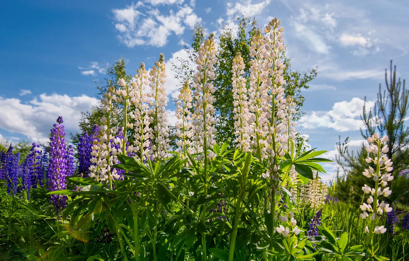 Photo wallpaper summer, flowers, meadow, blue sky, lupins
