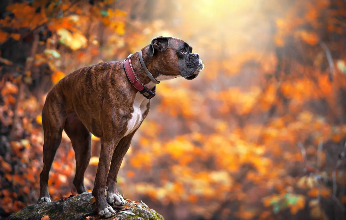 Photo wallpaper autumn, each, dog