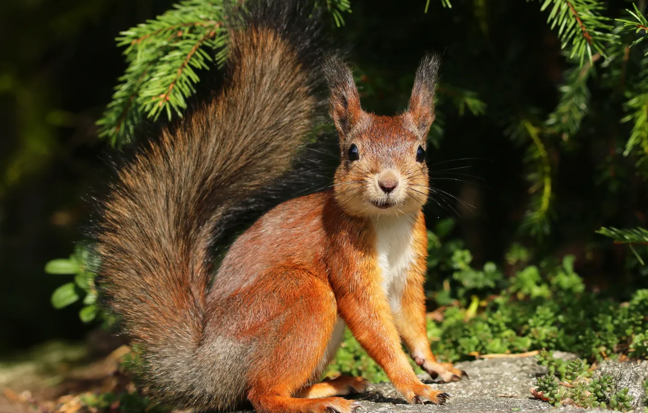 Photo wallpaper spruce, protein, rodent, Squirrels