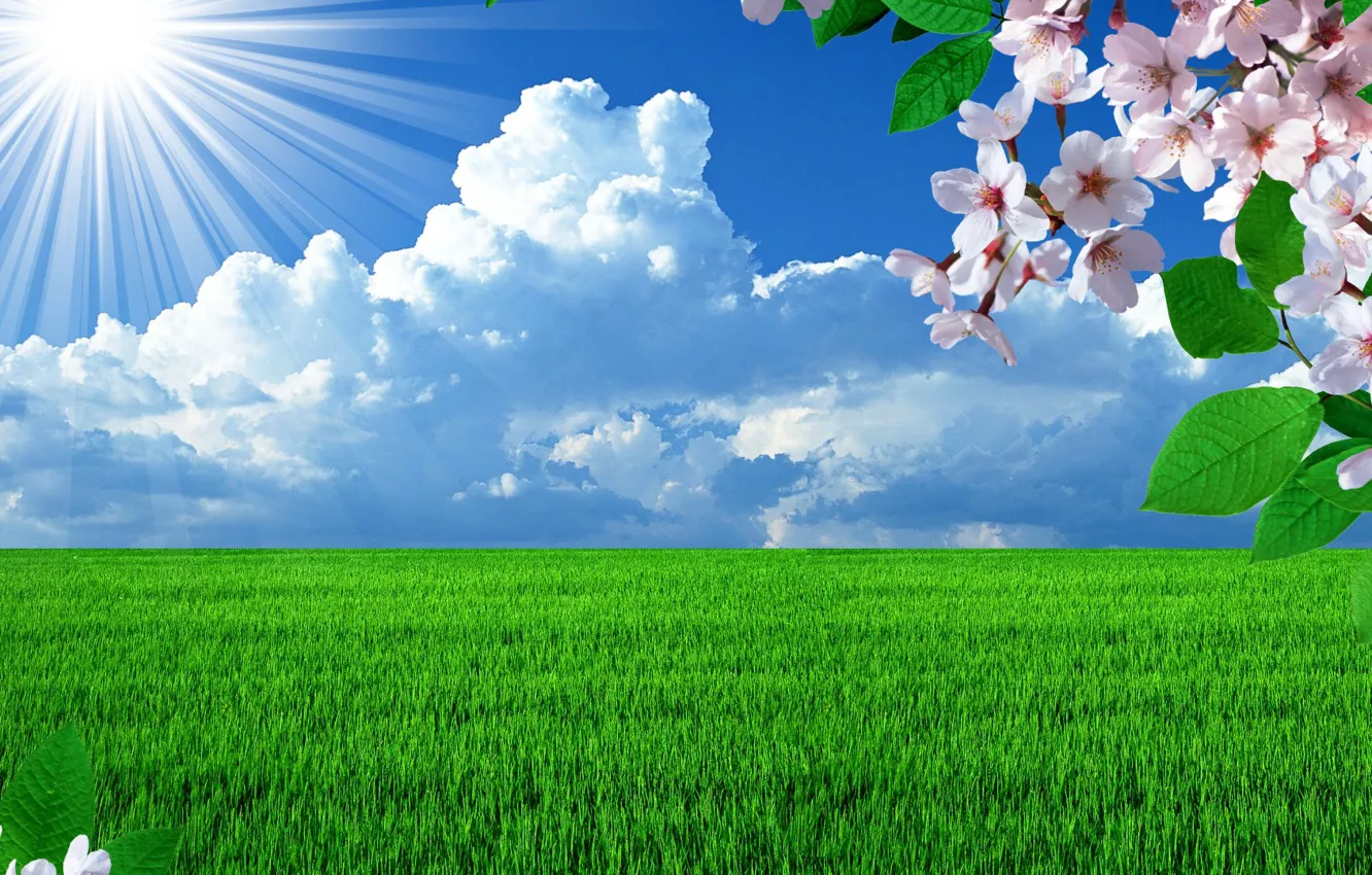 Photo wallpaper the sky, grass, the sun, clouds, flowers