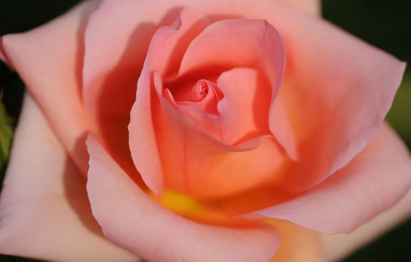 Photo wallpaper macro, flowers, roses, pink, salmon