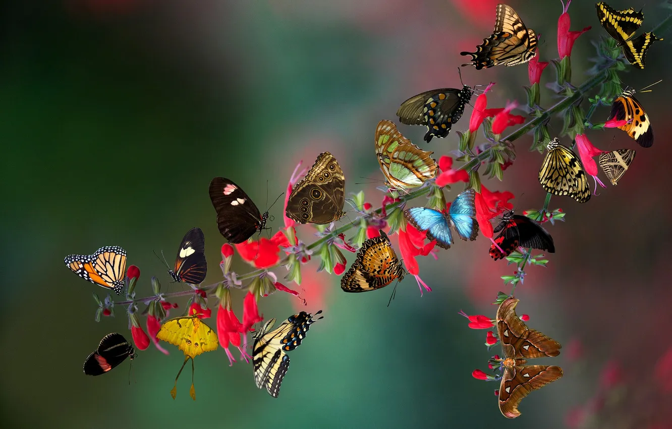 Photo wallpaper branches, background, butterfly