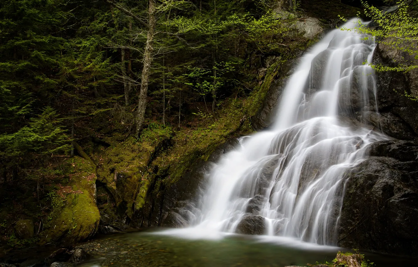 Photo wallpaper branches, stones, waterfall, moss