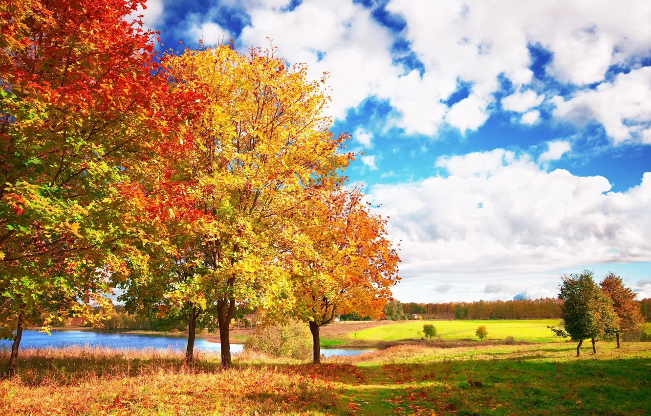 Photo wallpaper autumn, the sky, clouds, trees, blue, bright, Autumn