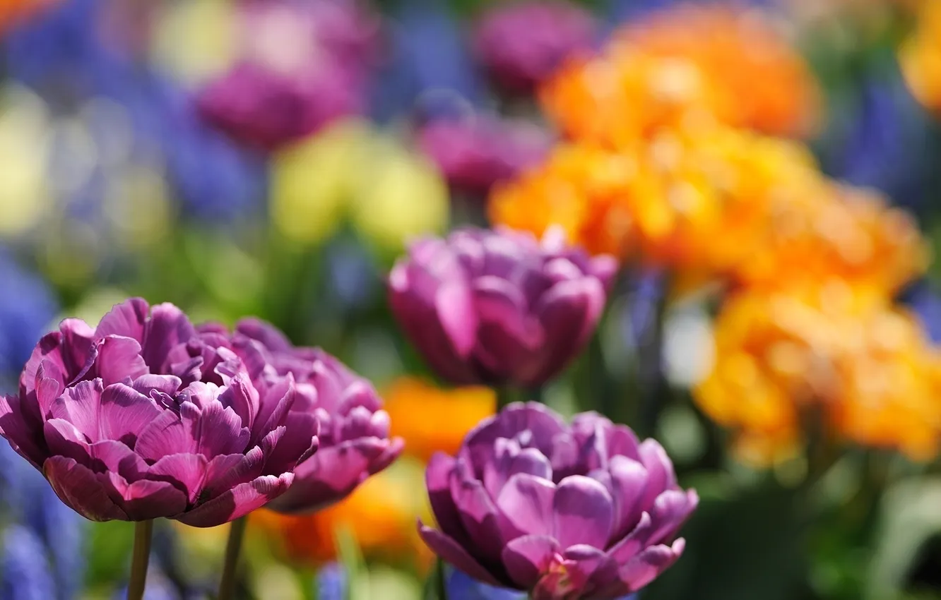 Photo wallpaper flowers, yellow, tulips, lilac, Terry
