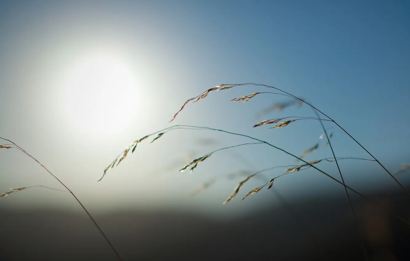 Photo wallpaper grass, the sun, macro, nature, photo, full hd, Wallpaper for desktop