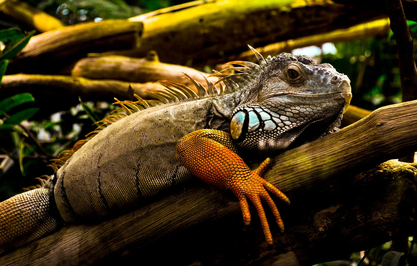 Photo wallpaper dragon, lizard, iguana