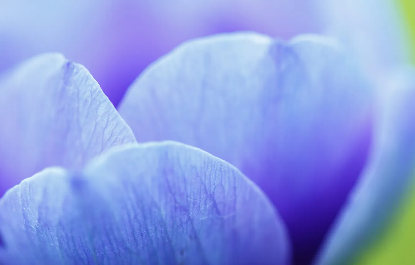 Photo wallpaper macro, flowers, blue, petals, veins