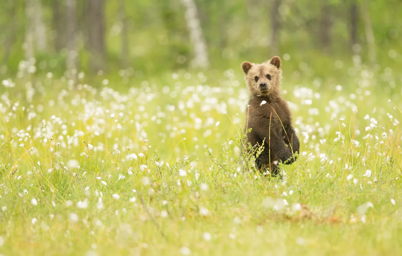 Photo wallpaper grass, nature, bear, observation