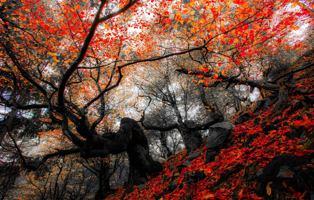 Photo wallpaper autumn, forest, leaves, trees, nature, Park, colors, colorful