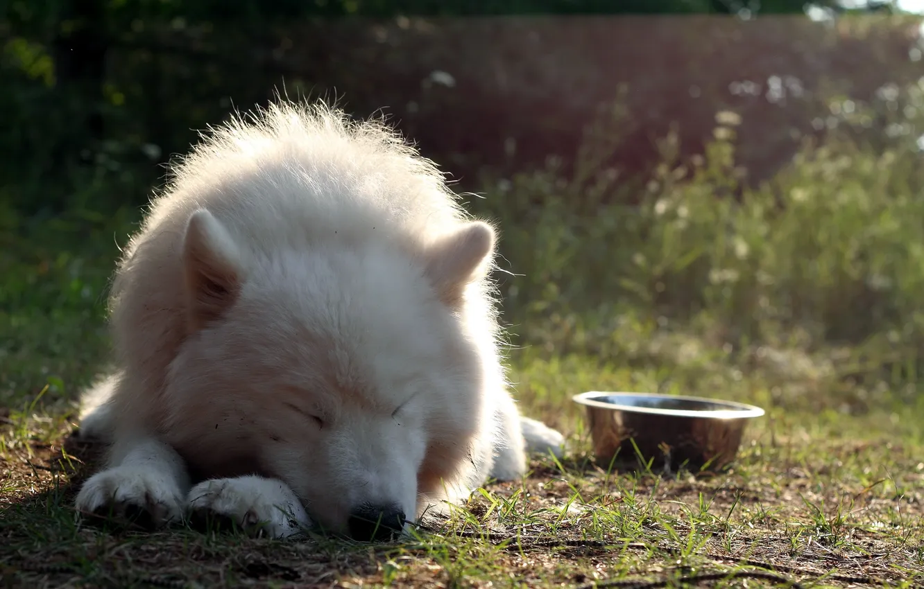 Photo wallpaper each, dog, Samoyed