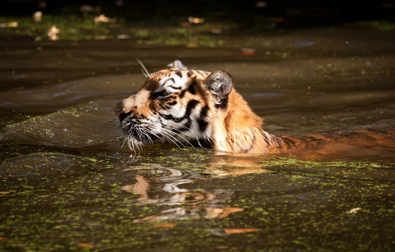 Photo wallpaper cat, tiger, bathing, pond, floats