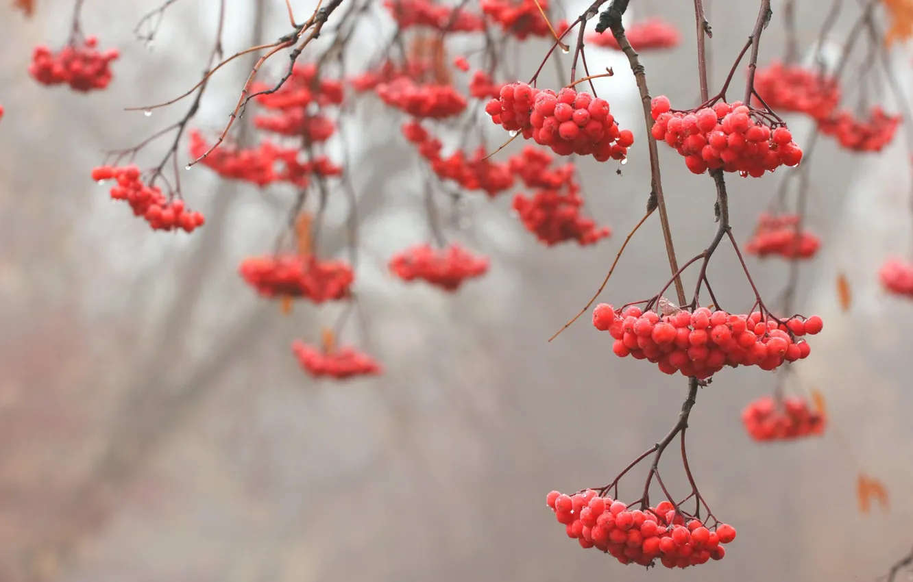 Photo wallpaper branches, red, tree, Rowan