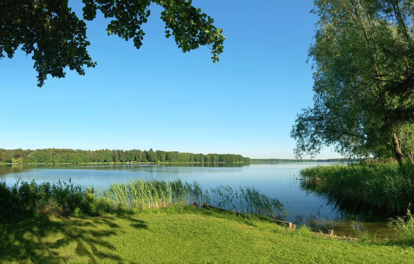Photo wallpaper summer, grass, trees, nature, river, reed