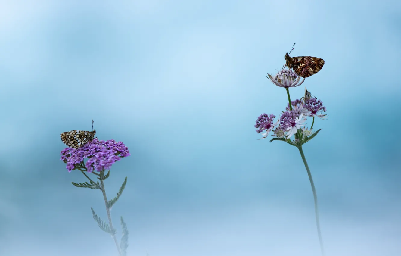 Photo wallpaper macro, butterfly, background