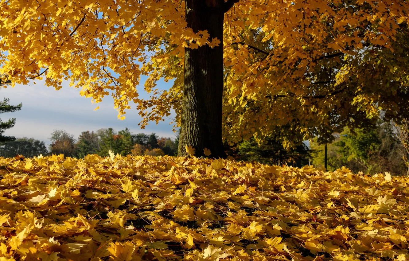 Photo wallpaper autumn, leaves, trees, fallen leaves