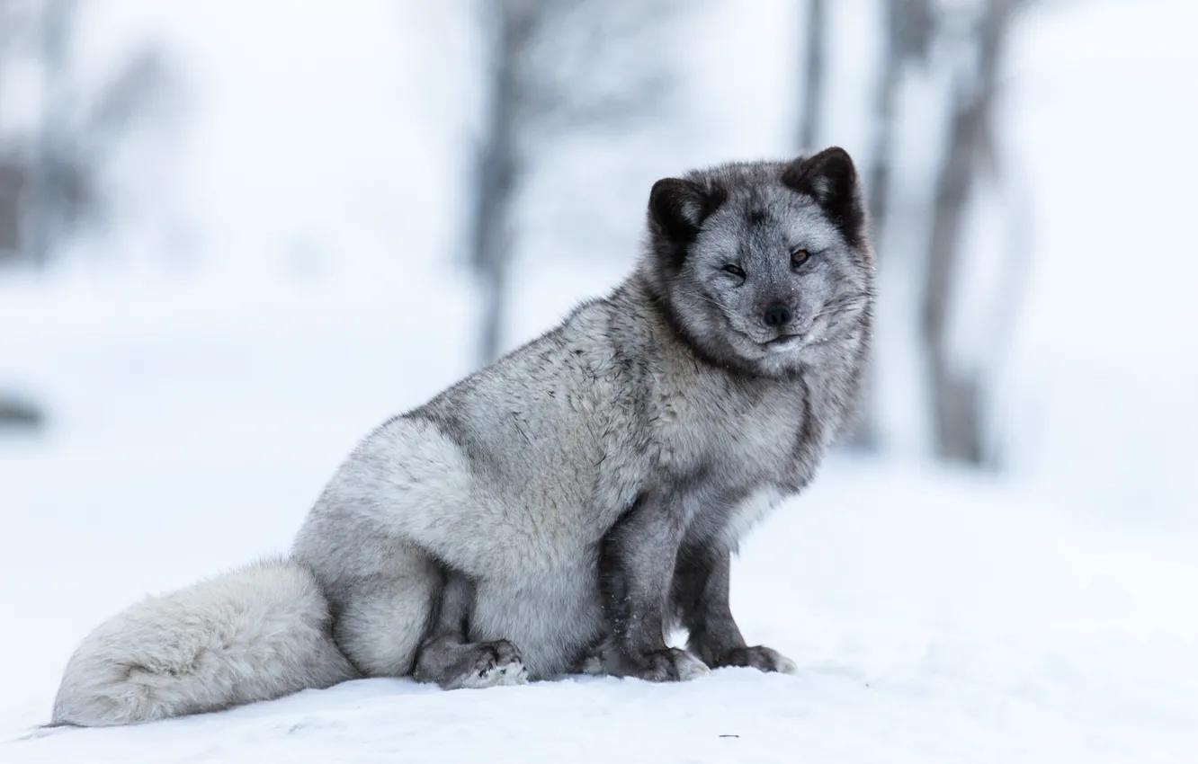 Photo wallpaper winter, forest, snow, trees, pose, grey, background, light