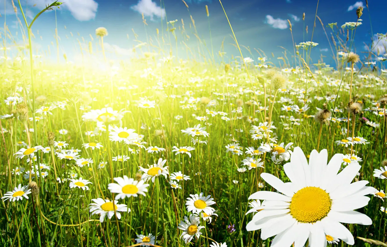 Photo wallpaper greens, field, the sky, grass, clouds, flowers, chamomile, spikelets